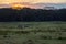 Two zebras are grassing in lake nakuru area during golden sunset.