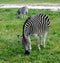 Two Zebras Grazing African Savannah