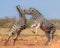 Two zebras having a fight in mating season