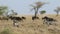 Two zebras and a herd of wildebeest goose walking among the high dry grass in the savagete of the Serengeti in dry season