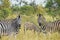 Two zebras looking at camera