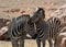 Two zebras in love