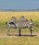 Two zebras, masai mara, kenya