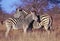 Two zebras, mother & baby