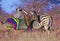 Two zebras, mother & baby with multicolored stripes