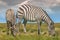 Two zebras, a mother and colt, grazing in grassland