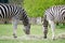 Two Zebras munching the same hay in a wildlife park