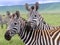 Two zebras in the Ngorongoro Crater