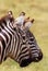 Two Zebras, Ngorongoro Crater, Tanzania