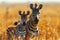 Two zebras photographed in a grassy ecoregion field