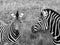 Two zebras, photographed in monochrome at Port Lympne Safari Park, Ashford, Kent UK