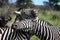 Two Zebras playing