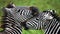 Two zebras playing with each other. Kenya. Tanzania. National Park. Serengeti. Maasai Mara.