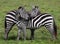 Two zebras playing with each other. Kenya. Tanzania. National Park. Serengeti. Maasai Mara.