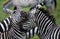 Two zebras playing with each other. Kenya. Tanzania. National Park. Serengeti. Maasai Mara.