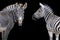 Two zebras portrait isolated