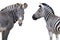 Two zebras portrait isolated