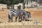 Two zebras in Ramat Gan Safary.