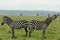 Two zebras on the savannah