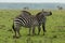 Two zebras on the savannah