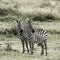 Two zebras, Serengeti national park