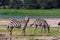 Two zebras in shore of pond. Kenya