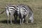 Two zebras standing backwards that graze in the savanna in the d