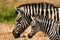 Two zebras standing close together in a grassy field surrounded by trees