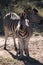 Two zebras standing at a waterhole staring