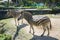 Two zebras walk the zoo in Thailand