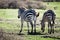 Two zebras walking