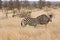 Two zebras walking in the bush , Kruger National park, South Africa