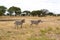 Two zebras walking in the savannah of Tarangire National Park, in Tanzania