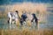 Two zebu drinking water