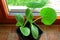 Two zucchini seedlings growing in plastic pot