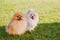 Two Zverg Spitz Pomeranian puppies posing on grass