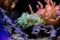 Twotone brown tang fish - Zebrasoma scopas