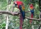 Twp Red colored Ara Parrot