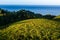 Txakoli white wine vineyards with the Cantabrian sea in the background, Getaria, Spain