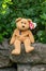 Ty Beanie Baby Fuzz the Bear with heart tag.