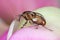 Tychius quinquepunctatus is a family beetle Curculionidae Weevils. It is pest of pea.
