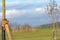 Tying up a young tree on a young scattered fruit meadow in front of blue sky in Bavaria in Unterallgeau Germany