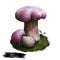 Tylopilus or Boletus plumbeoviolaceus, violet grey bolete, mushroom closeup digital art illustration. Fungus has purple cap.