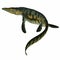 Tylosaurus Marine Reptile Tail