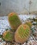 Type of cactus