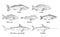 Type different fish isolated on white. Vintage engraving monochrome black illustration.