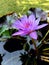 A type of flower that blooms in water, this is a blue lotus flower