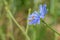 A type of hoverfly, sphaerophoria, feeding on the nectar of a cichorium intybus on a green natural background