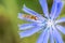 A type of hoverfly, sphaerophoria, feeding on the nectar of a cichorium intybus on a green natural background