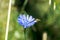 A type of hoverfly, sphaerophoria, feeding on the nectar of a cichorium intybus on a green natural background